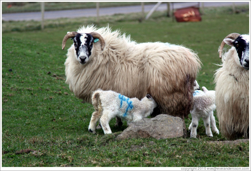 Sheep with "44" painted on their sides.  Causeway Road and Feigh Road.