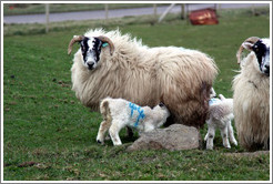 Sheep with "44" painted on their sides.  Causeway Road and Feigh Road.