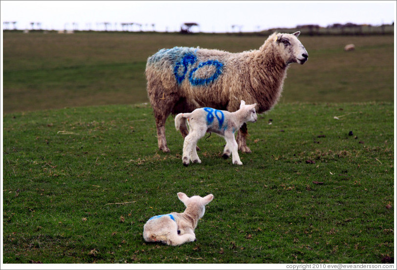 Sheep with "80" painted on their sides.  Causeway Road and Feigh Road.