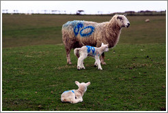 Sheep with "80" painted on their sides.  Causeway Road and Feigh Road.