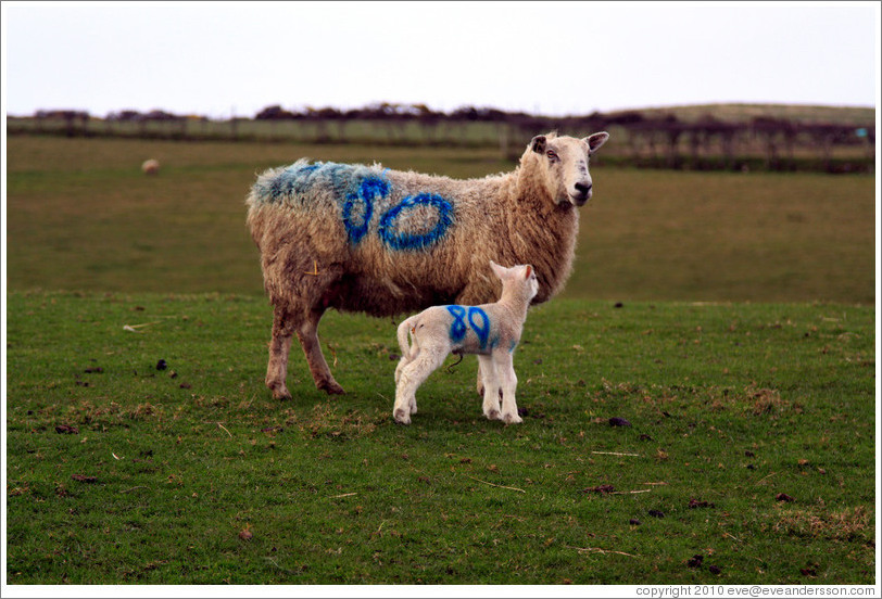 Sheep with "80" painted on their sides.  Causeway Road and Feigh Road.