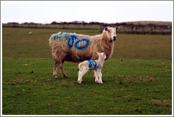 Sheep with "80" painted on their sides.  Causeway Road and Feigh Road.