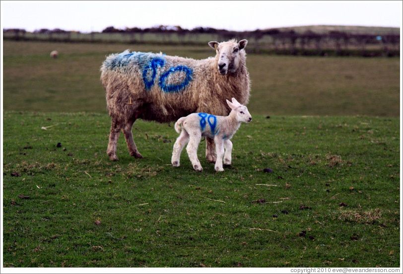 Sheep with "80" painted on their sides.  Causeway Road and Feigh Road.