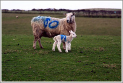 Sheep with "80" painted on their sides.  Causeway Road and Feigh Road.