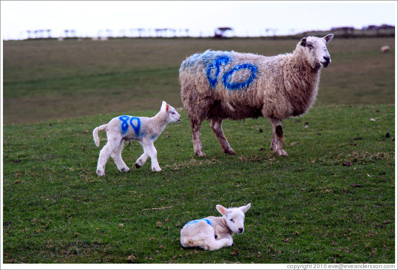 Sheep with "80" painted on their sides.  Causeway Road and Feigh Road.