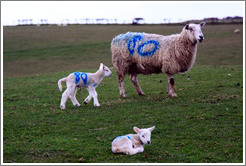 Sheep with "80" painted on their sides.  Causeway Road and Feigh Road.