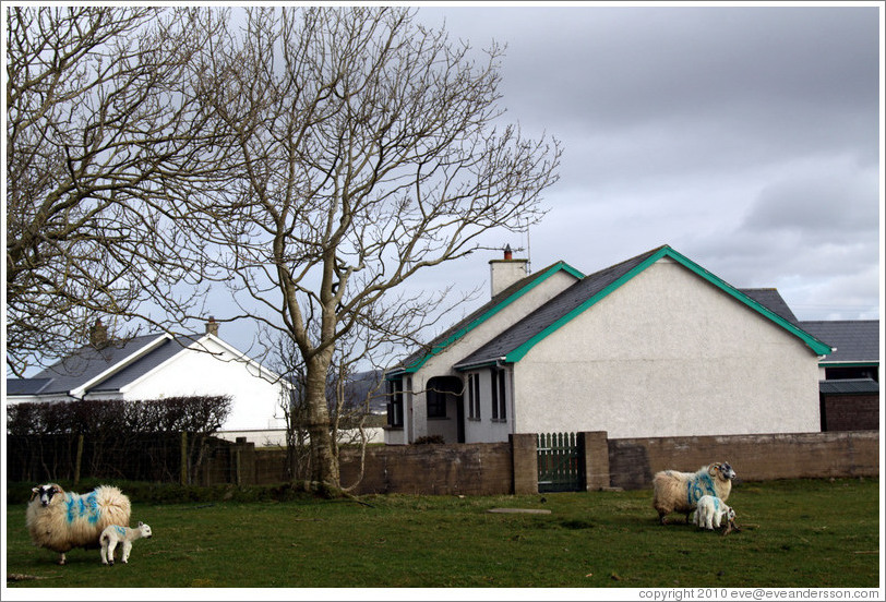 Sheep with numbers painted on their sides.  Causeway Road and Feigh Road.