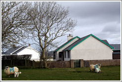 Sheep with numbers painted on their sides.  Causeway Road and Feigh Road.