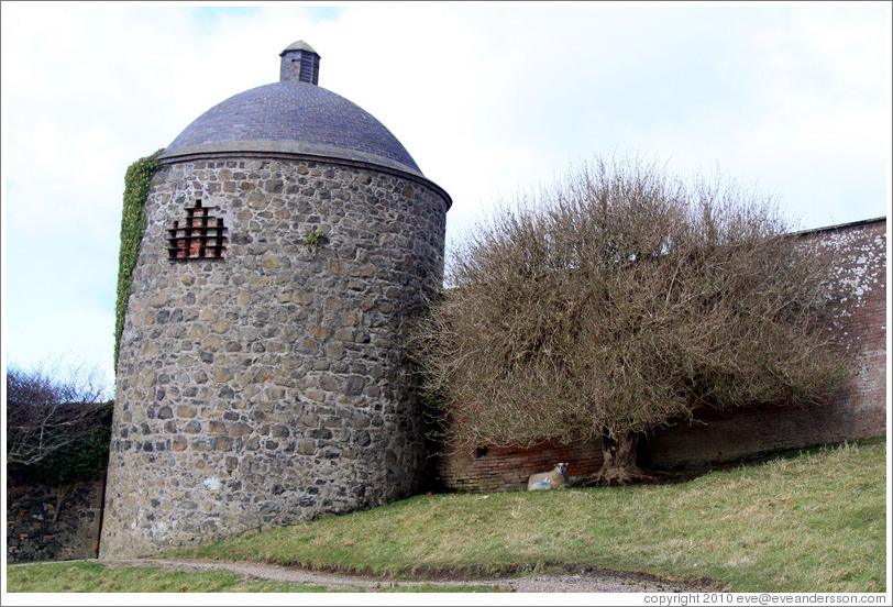 Dovecote and Icehouse and a sheep under a tree, Walled Garden, grounds of the Mussenden Temple.