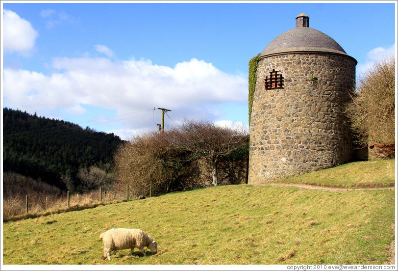 Sheep in front of the Dovecote and Icehouse, Walled Garden, grounds of the Mussenden Temple.