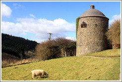 Sheep in front of the Dovecote and Icehouse, Walled Garden, grounds of the Mussenden Temple.