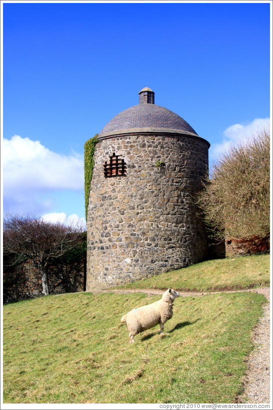 Sheep in front of the Dovecote and Icehouse, Walled Garden, grounds of the Mussenden Temple.