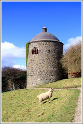 Sheep in front of the Dovecote and Icehouse, Walled Garden, grounds of the Mussenden Temple.