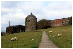 Sheep in front of the Dovecote and Icehouse, Walled Garden, grounds of the Mussenden Temple.