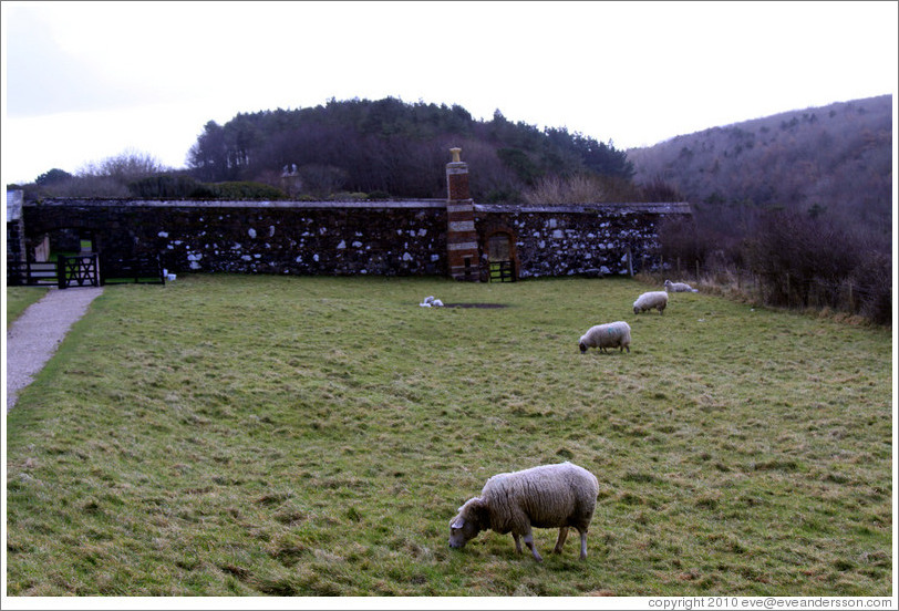 Sheep in the Walled Garden, grounds of the Mussenden Temple.