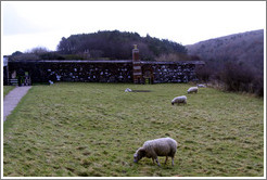 Sheep in the Walled Garden, grounds of the Mussenden Temple.