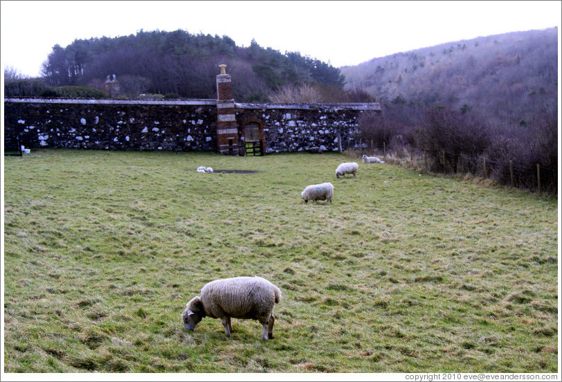 Sheep in the Walled Garden, grounds of the Mussenden Temple.