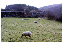 Sheep in the Walled Garden, grounds of the Mussenden Temple.