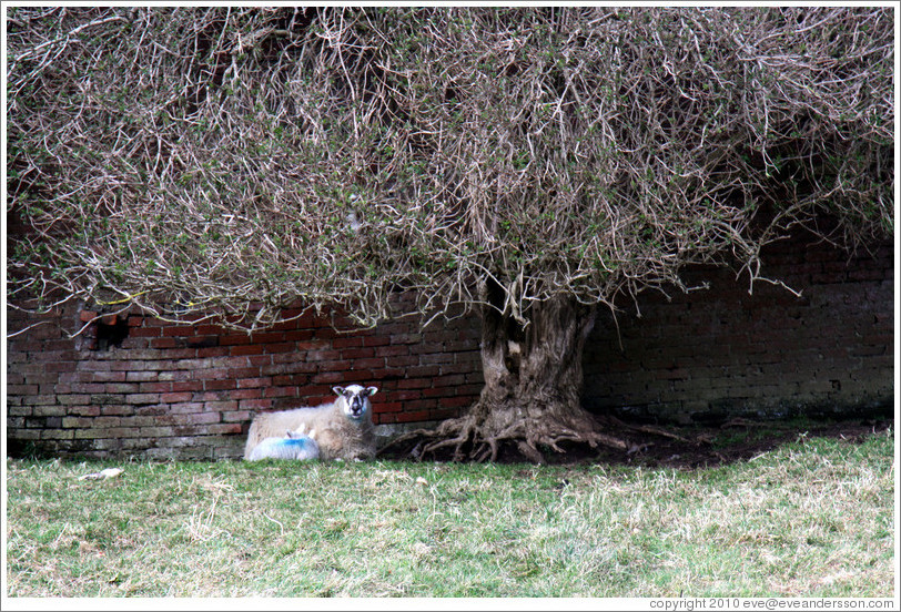 Sheep under a tree in the Walled Garden, grounds of the Mussenden Temple.