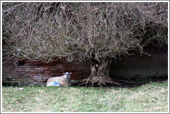 Sheep under a tree in the Walled Garden, grounds of the Mussenden Temple.