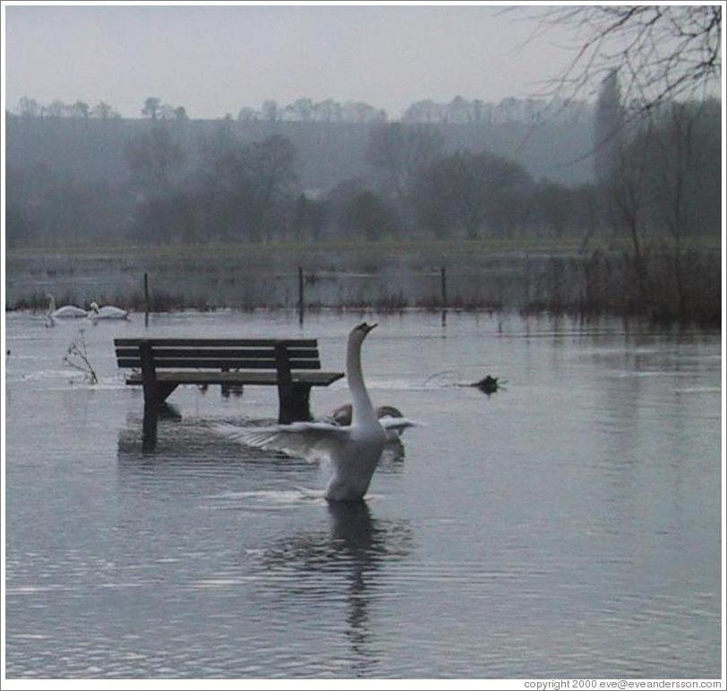 Swan in flooded park.
