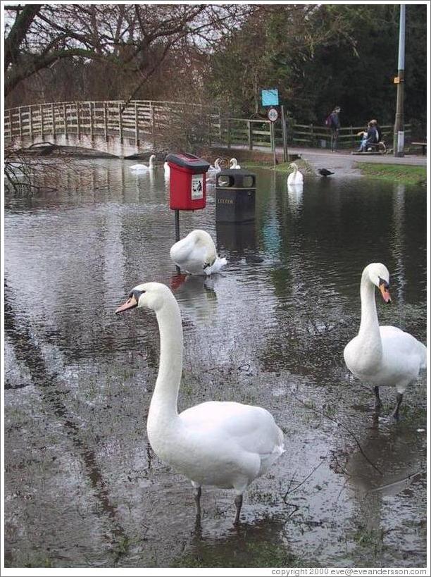 Swans in flooded park.