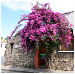 Magenta flowers, Calle de San Jos?Barrio Hist?o (Old Town).