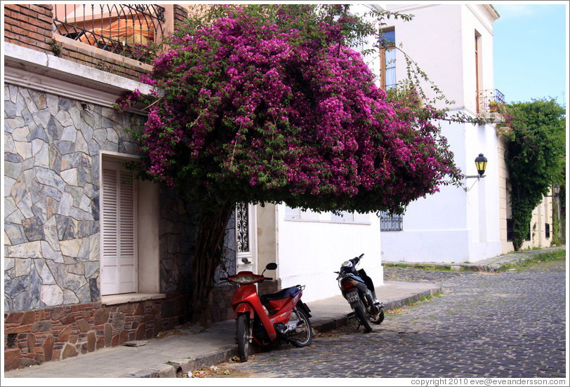 Scooters, Calle Real, Barrio Hist?o (Old Town).