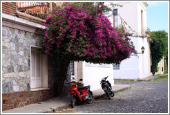 Scooters, Calle Real, Barrio Hist?o (Old Town).