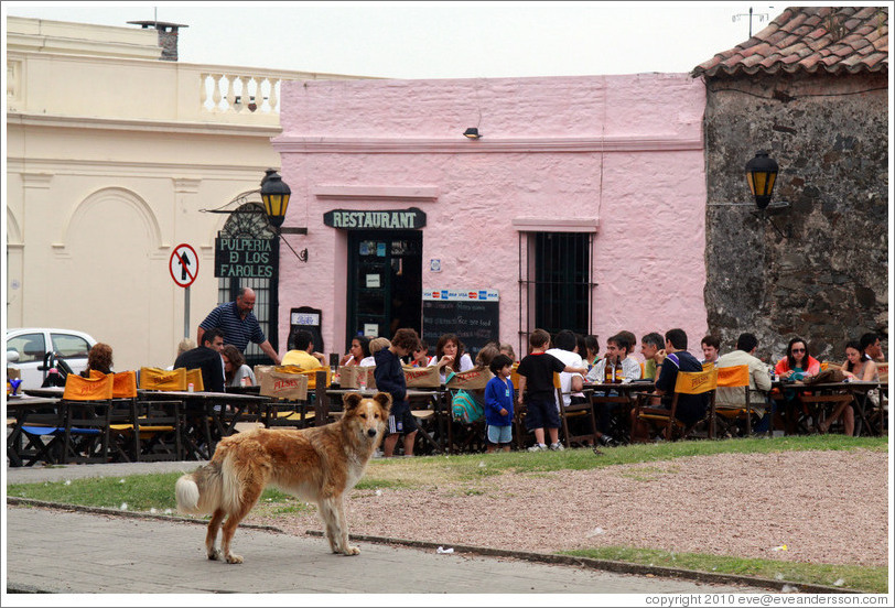 Dog standing in front of the restaurant Pulper?de los Faroles, Barrio Hist?o (Old Town).