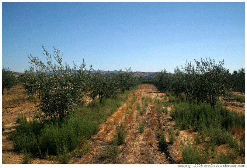 Olive trees.  Arroyo Windmill Groves.