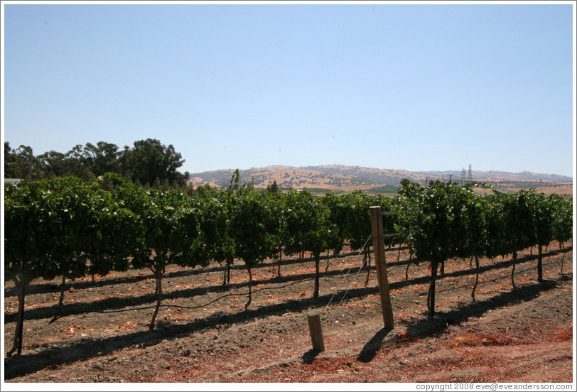 Vineyard.  Bodegas Aguirre Winery.