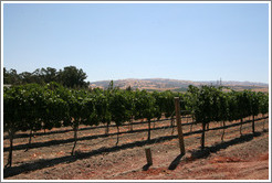 Vineyard.  Bodegas Aguirre Winery.