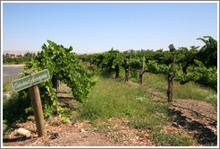 Cabernet Sauvingnon vines.  Concannon Vineyard.