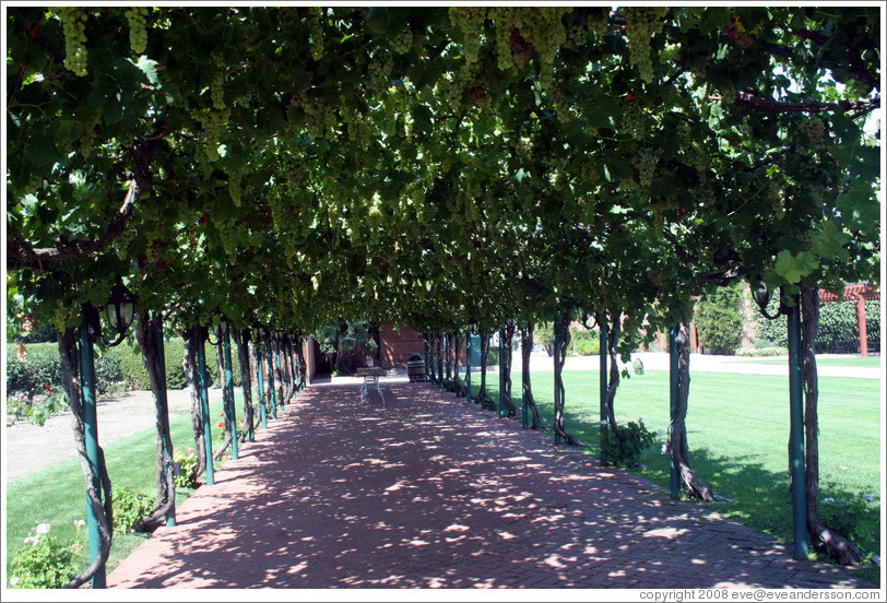 Vine-covered walkway.  Concannon Vineyard.