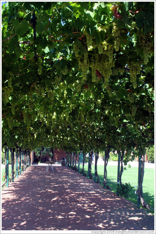 Vine-covered walkway.  Concannon Vineyard.