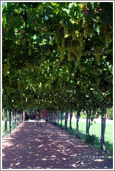 Vine-covered walkway.  Concannon Vineyard.