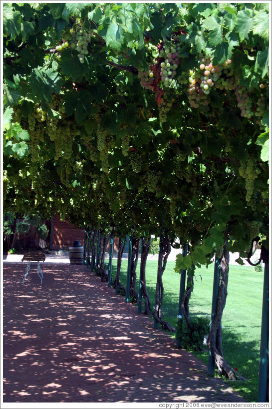 Vine-covered walkway.  Concannon Vineyard.