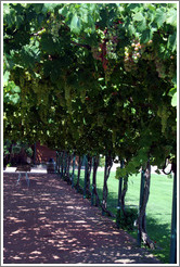 Vine-covered walkway.  Concannon Vineyard.