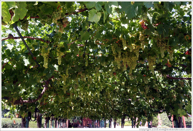 Vine-covered walkway.  Concannon Vineyard.