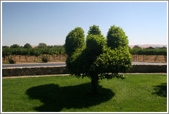 Tree pruned into animal shape.  Concannon Vineyard.