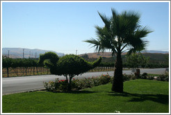 Tree pruned into shape of dinosaur.  Concannon Vineyard.