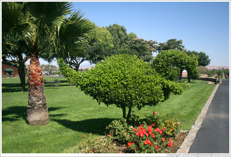 Tree pruned into shape of dinosaur.  Concannon Vineyard.