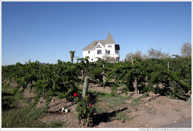 Vineyard with Victorian house behind.  Concannon Vineyard.