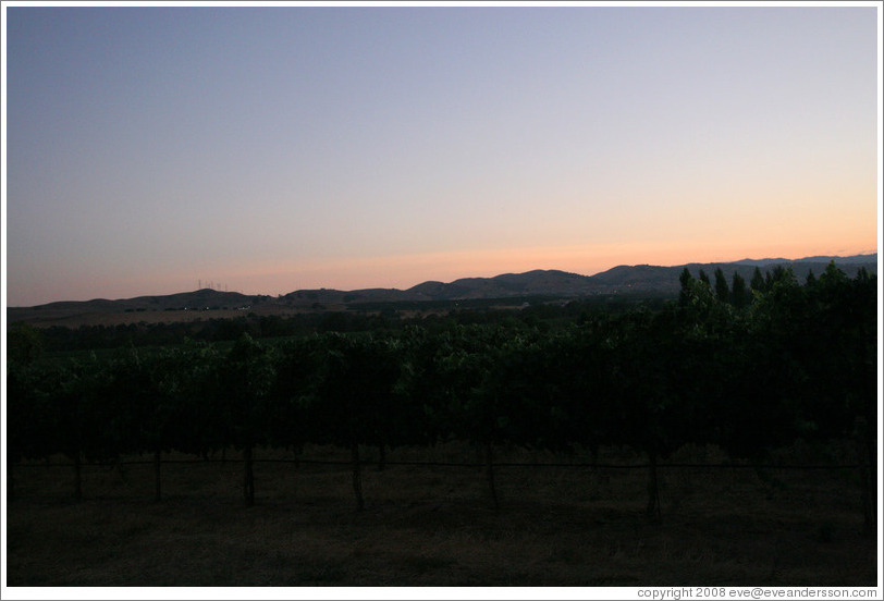 Fields in the evening.  Deer Ridge Vineyards.