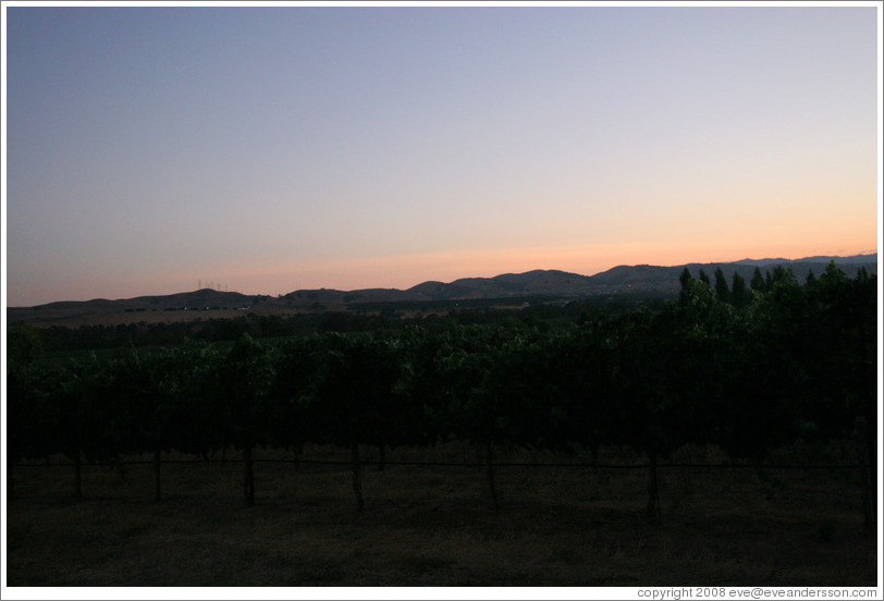 Fields in the evening.  Deer Ridge Vineyards.