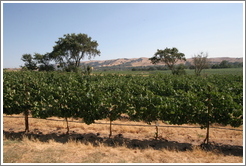 Deer Ridge Vineyards.