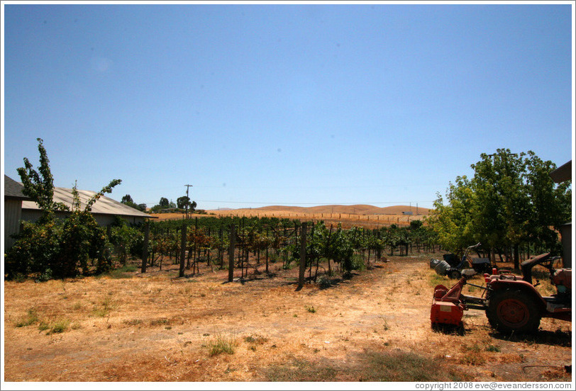 Vineyard.  El Sol Winery.