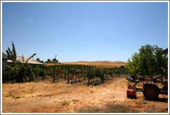 Vineyard.  El Sol Winery.