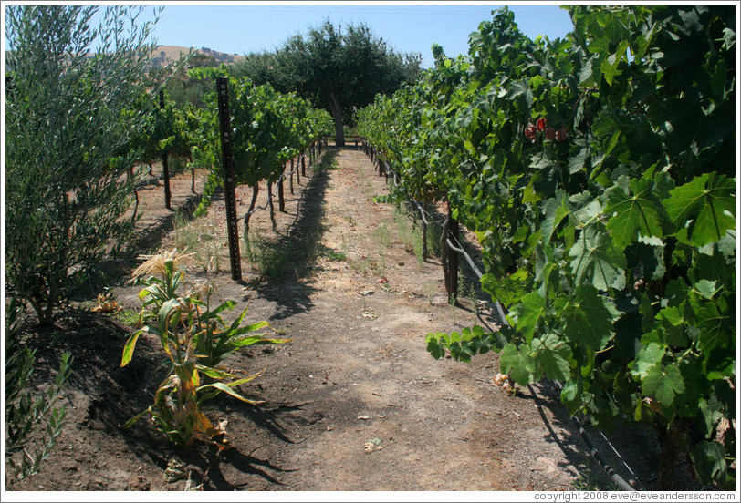 Corn and grape vines. Les Ch&ecirc;nes Estate Vineyards.